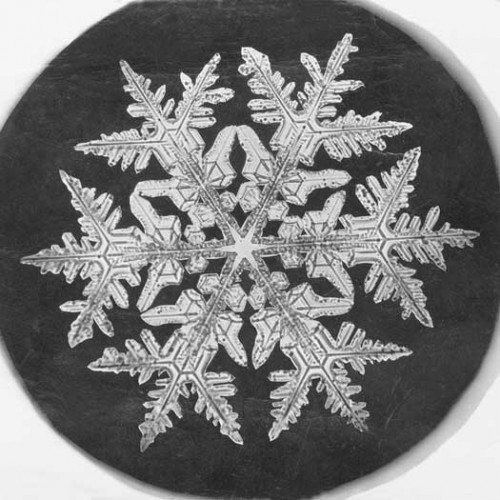 Wilson_A._Bentley_snowflake,_1890