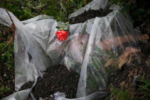 Bodies-plastic-rose-Ukraine-crash-site-Reuters-600x399